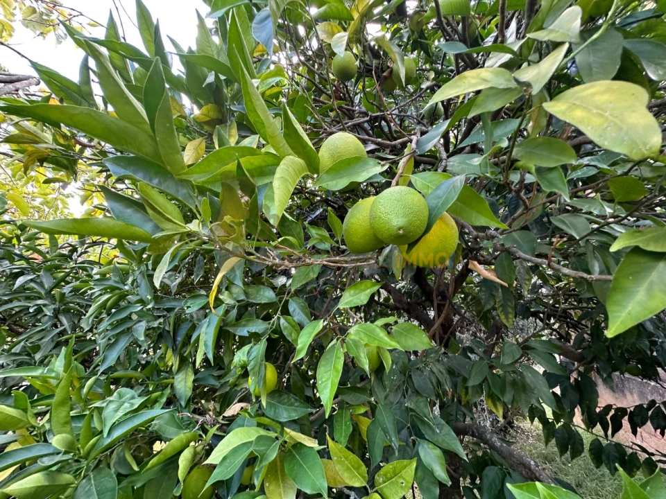 Moradia T4 para Venda em Carregueiros Foto 55