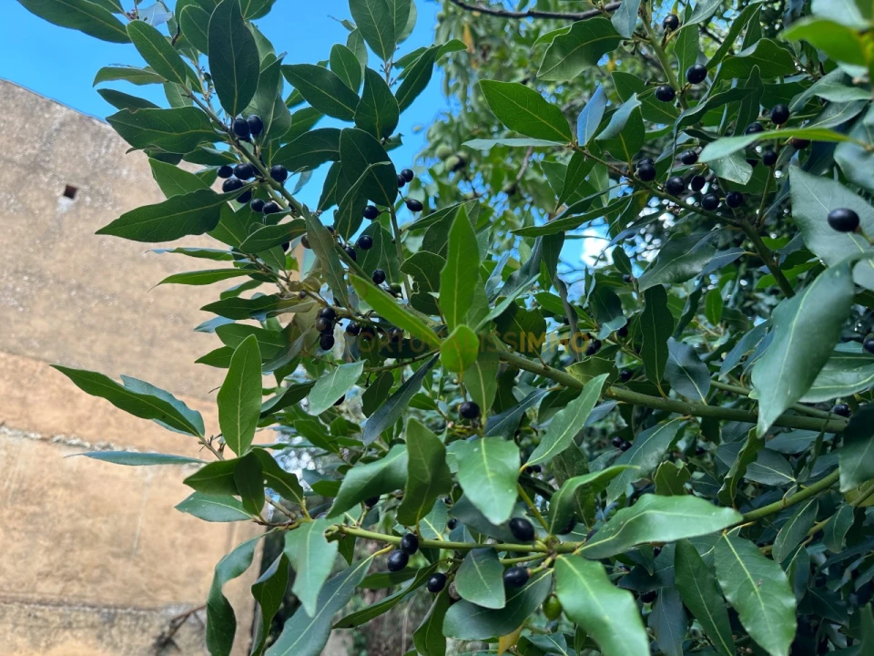 Moradia T4 para Venda em Carregueiros Foto 56