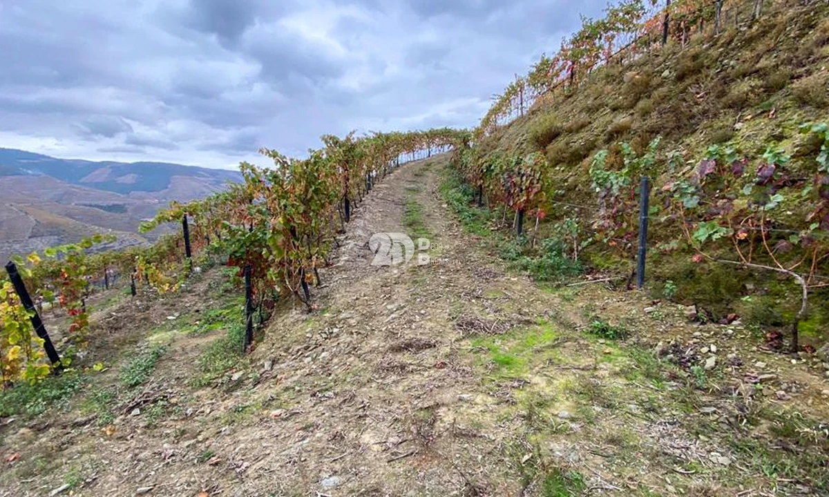 Terreno Agricola ou Rústico para Venda em Vila Seca e Santo Adrião Foto 13
