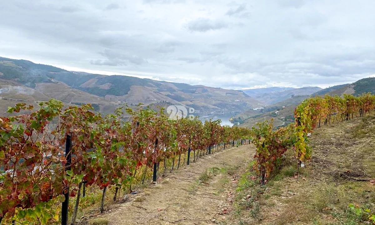 Terreno Agricola ou Rústico para Venda em Vila Seca e Santo Adrião Foto 4