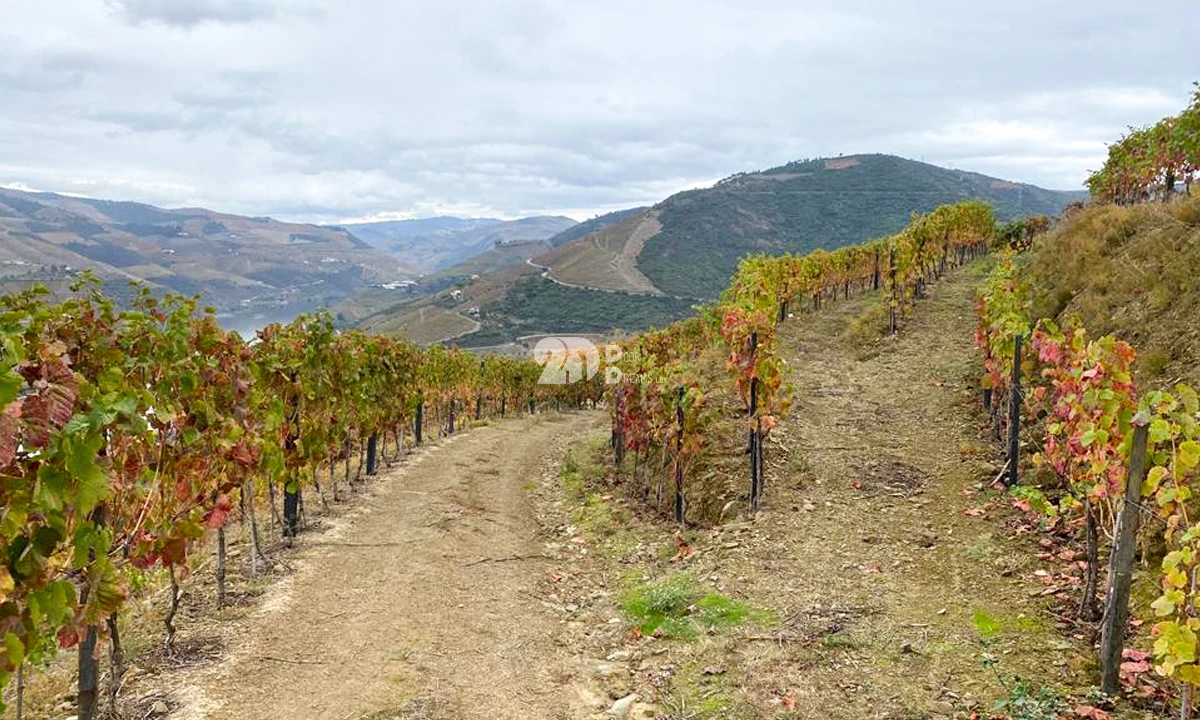 Terreno Agricola ou Rústico para Venda em Vila Seca e Santo Adrião Foto 5