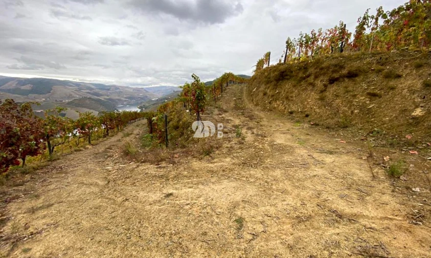 Terreno Agricola ou Rústico para Venda em Vila Seca e Santo Adrião Foto 3