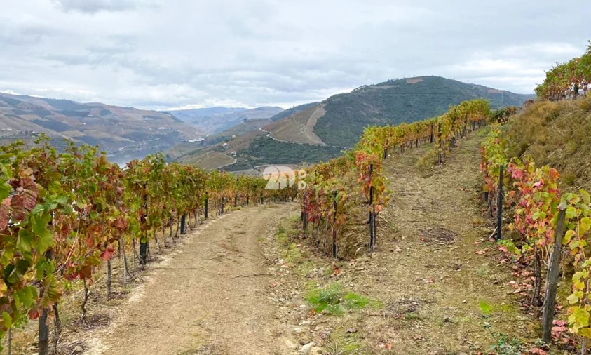 Terreno Agricola ou Rústico para Venda em Vila Seca e Santo Adrião Foto 5