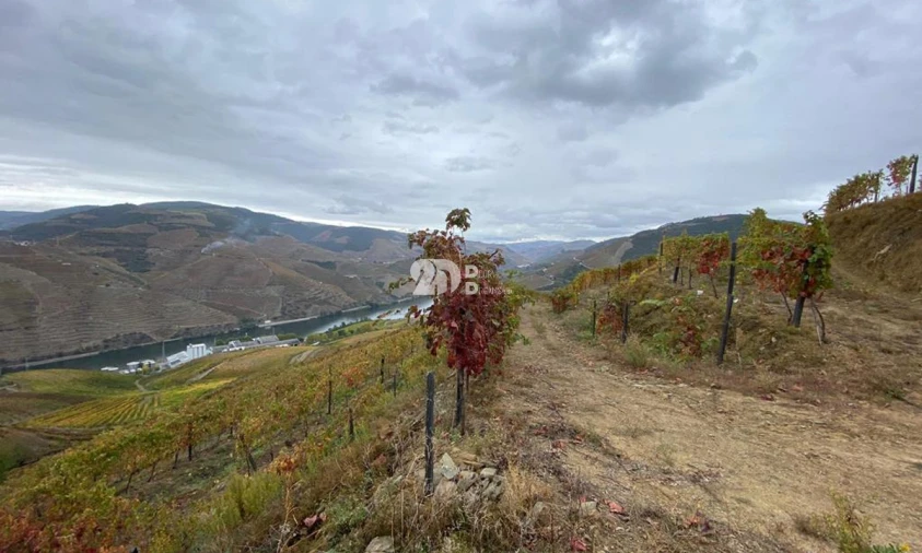 Terreno Agricola ou Rústico para Venda em Vila Seca e Santo Adrião Foto 2