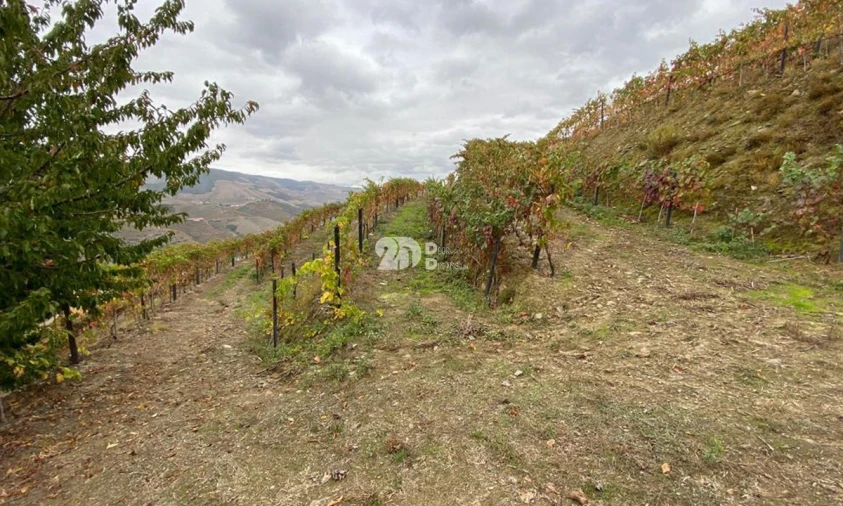 Terreno Agricola ou Rústico para Venda em Vila Seca e Santo Adrião Foto 12