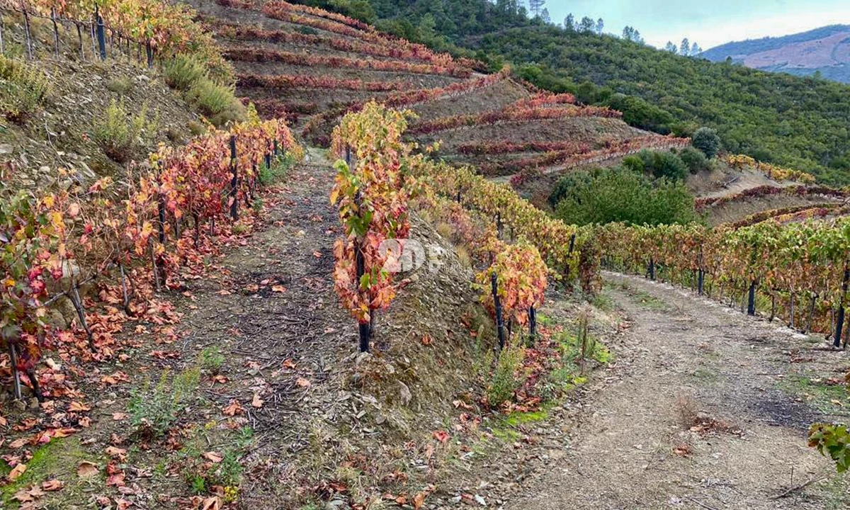 Terreno Agricola ou Rústico para Venda em Vila Seca e Santo Adrião Foto 11