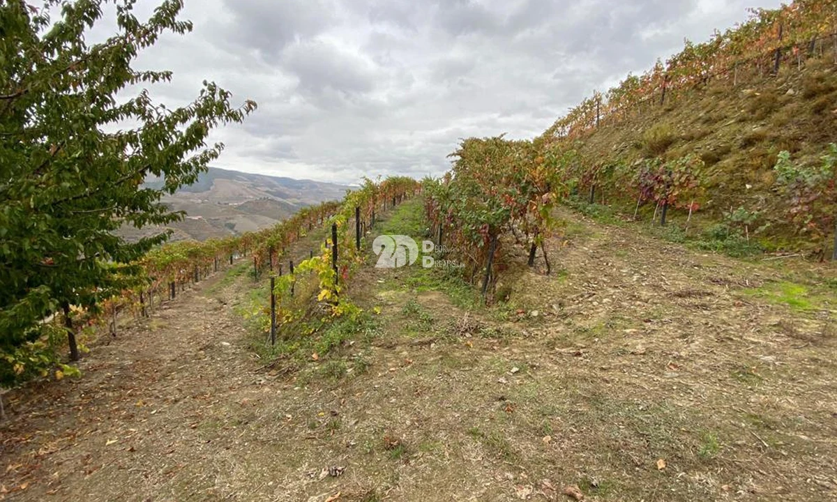 Terreno Agricola ou Rústico para Venda em Vila Seca e Santo Adrião Foto 12