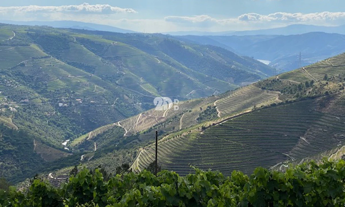 Terreno para Venda em Valença do Douro Foto 11
