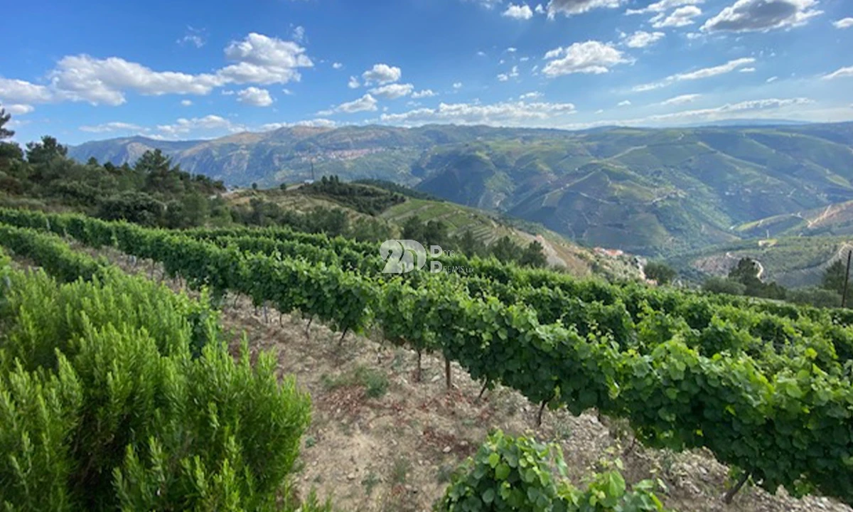Terreno para Venda em Valença do Douro Foto 4