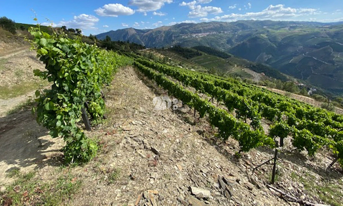 Terreno para Venda em Valença do Douro Foto 1