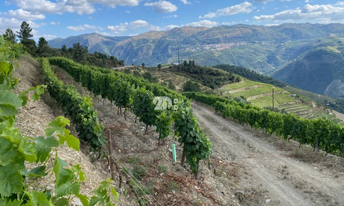 Terreno para Venda em Valença do Douro Foto 7