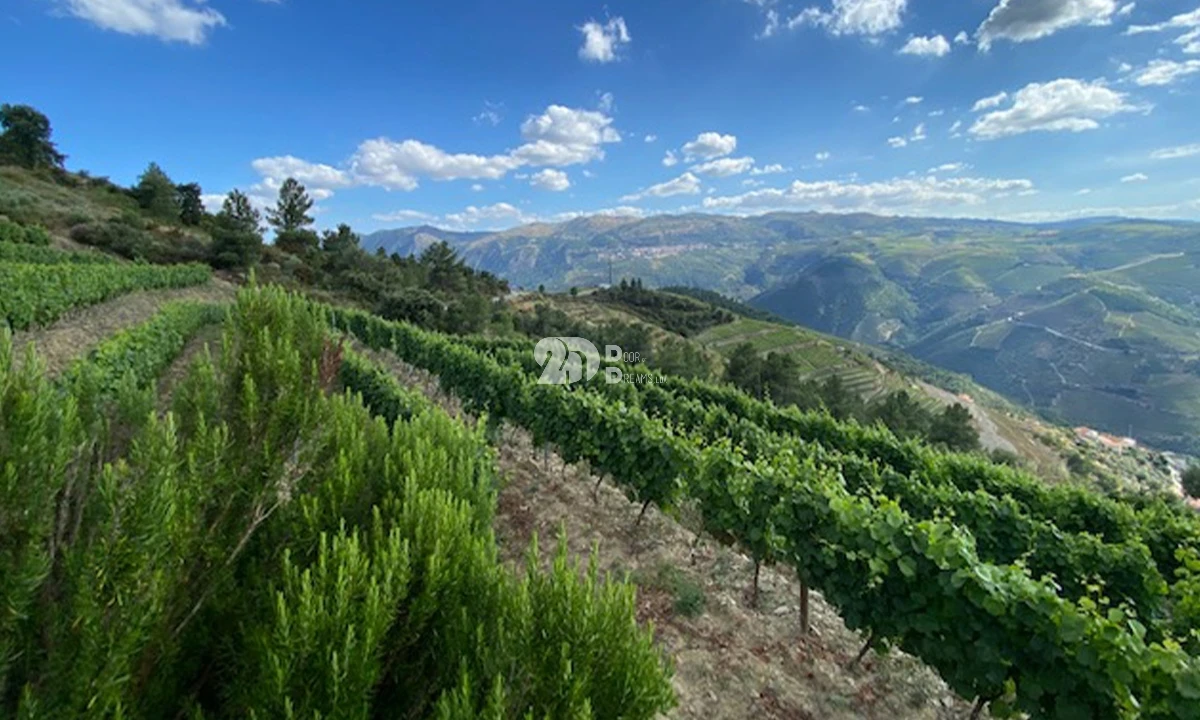 Terreno para Venda em Valença do Douro Foto 6