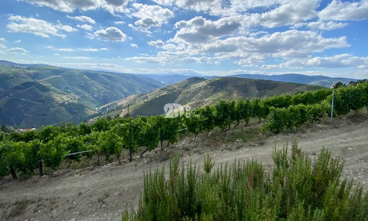 Terreno para Venda em Valença do Douro Foto 14