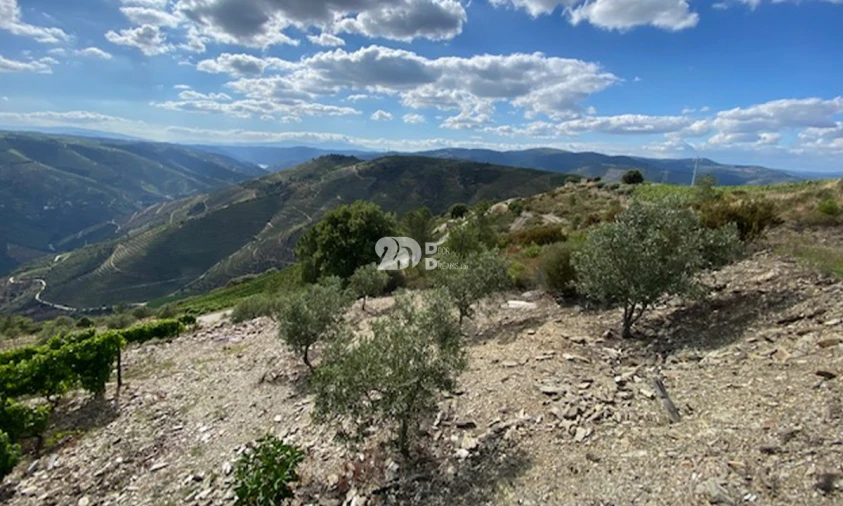 Terreno para Venda em Valença do Douro Foto 15