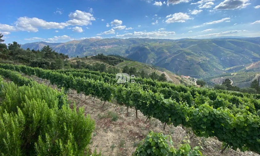 Terreno para Venda em Valença do Douro Foto 4