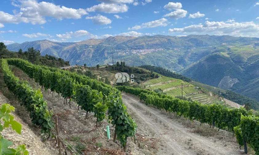 Terreno para Venda em Valença do Douro Foto 12