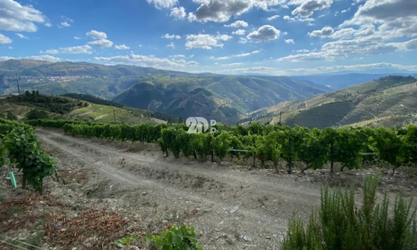 Terreno para Venda em Valença do Douro Foto 10