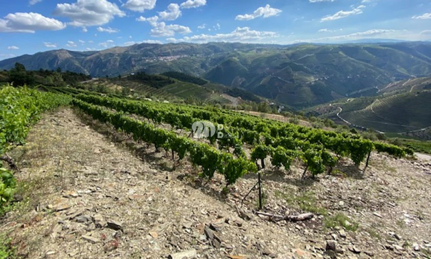 Terreno para Venda em Valença do Douro Foto 5