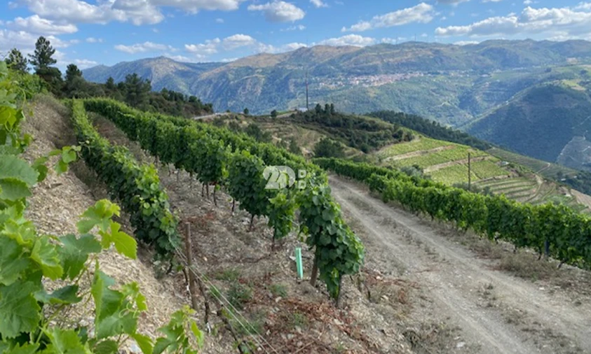 Terreno para Venda em Valença do Douro Foto 7