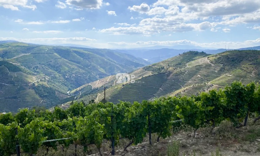 Terreno para Venda em Valença do Douro Foto 13