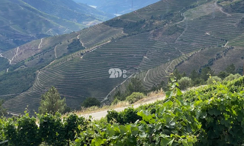 Terreno para Venda em Valença do Douro Foto 9