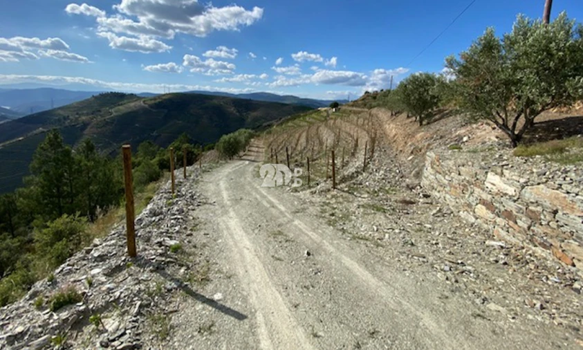 Terreno para Venda em Valença do Douro Foto 16