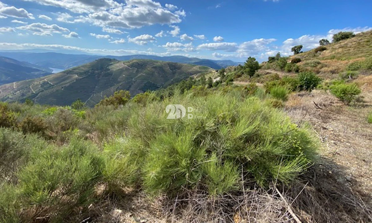 Terreno para Venda em Valença do Douro Foto 8