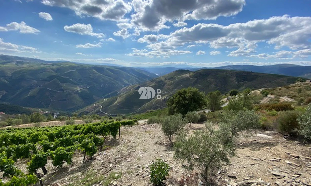 Terreno para Venda em Valença do Douro Foto 2