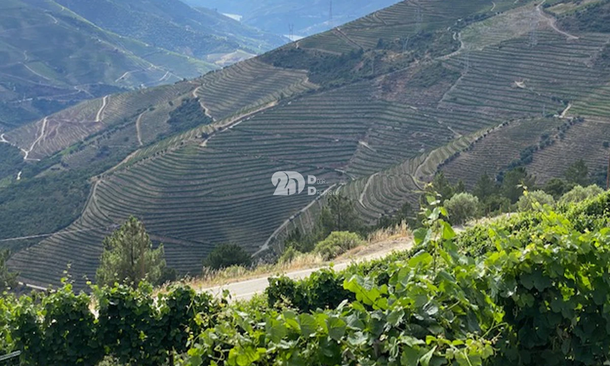 Terreno para Venda em Valença do Douro Foto 9