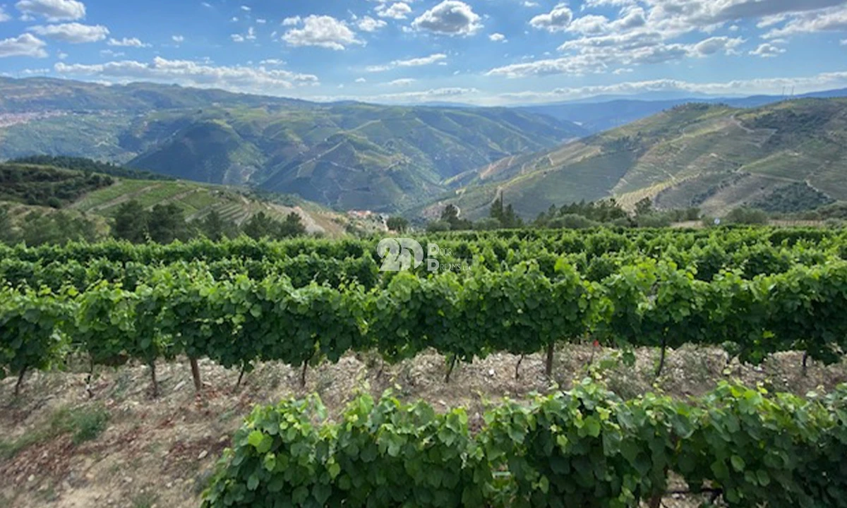 Terreno para Venda em Valença do Douro Foto 3