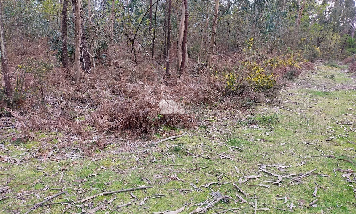 Terreno para Venda em Areias, Sequeirô, Lama e Palmeira Foto 10