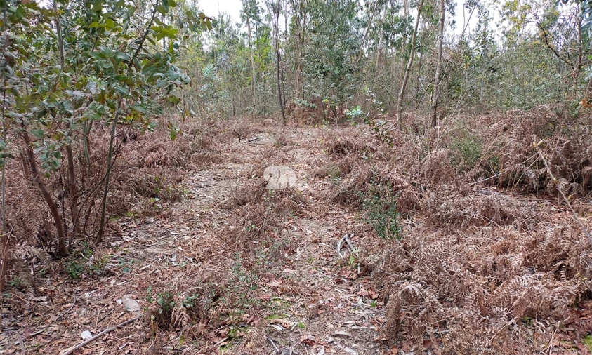 Terreno para Venda em Areias, Sequeirô, Lama e Palmeira Foto 2