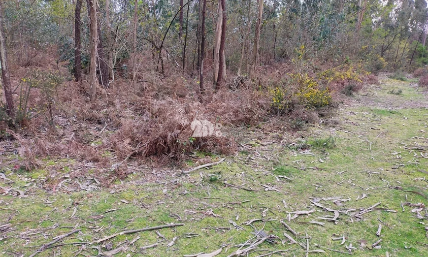 Terreno para Venda em Areias, Sequeirô, Lama e Palmeira Foto 10
