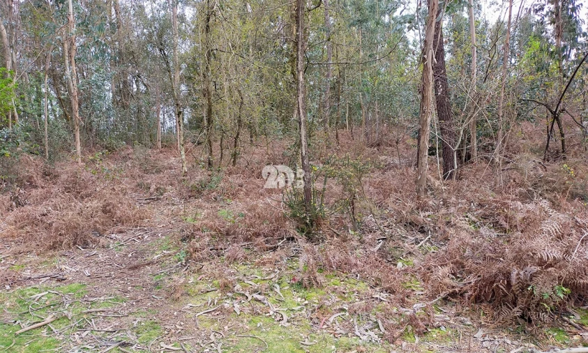 Terreno para Venda em Areias, Sequeirô, Lama e Palmeira Foto 7