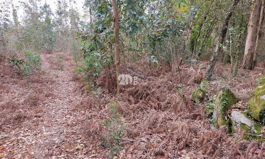 Terreno para Venda em Areias, Sequeirô, Lama e Palmeira Foto 3