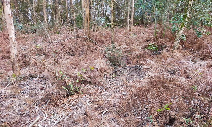 Terreno para Venda em Areias, Sequeirô, Lama e Palmeira Foto 6