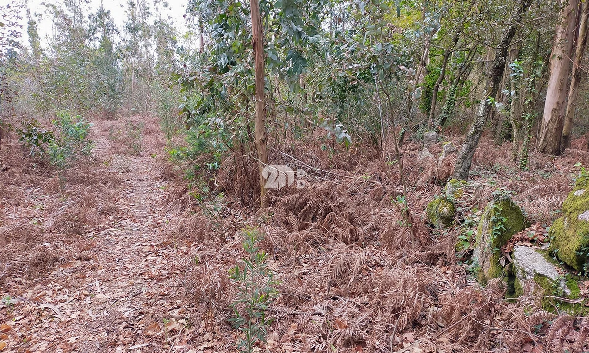 Terreno para Venda em Areias, Sequeirô, Lama e Palmeira Foto 3
