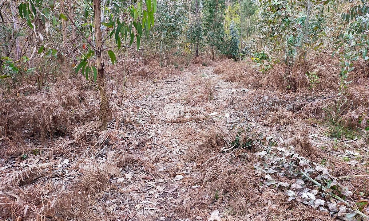 Terreno para Venda em Areias, Sequeirô, Lama e Palmeira Foto 5