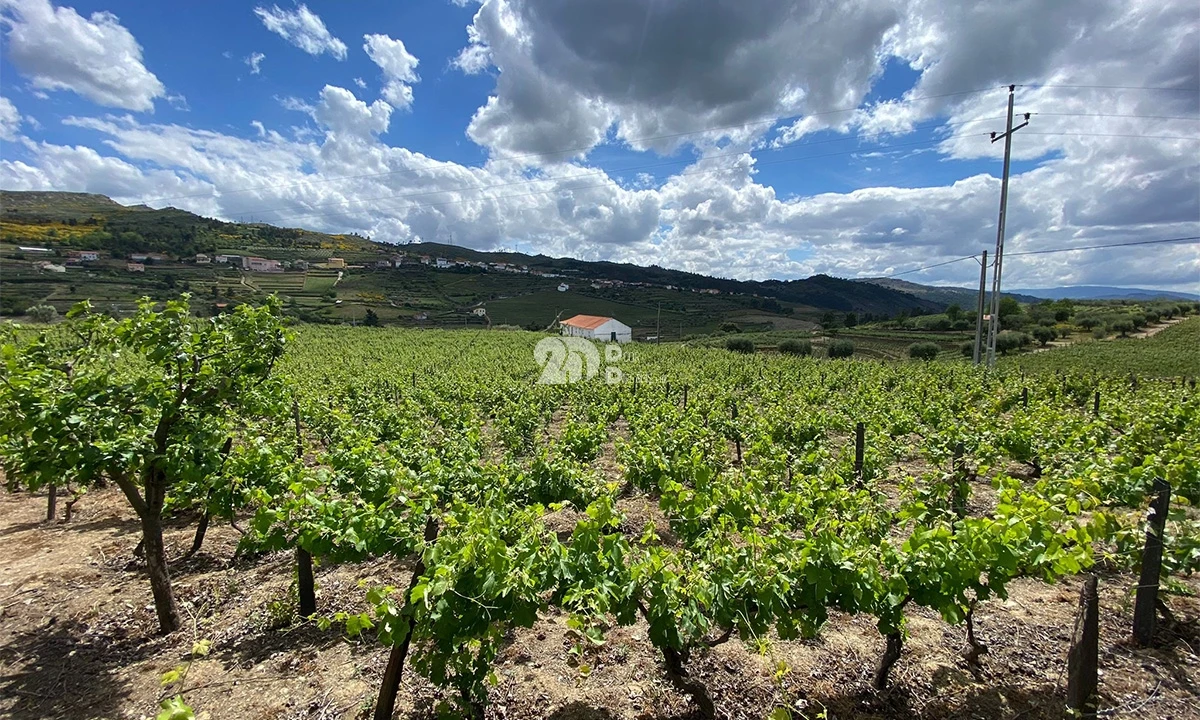 Terreno para Venda em Barcos e Santa Leocádia Foto 8