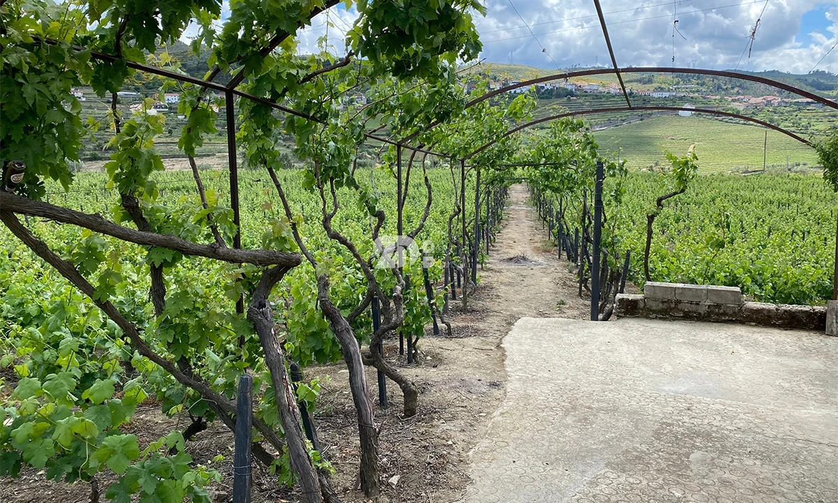 Terreno para Venda em Barcos e Santa Leocádia Foto 5