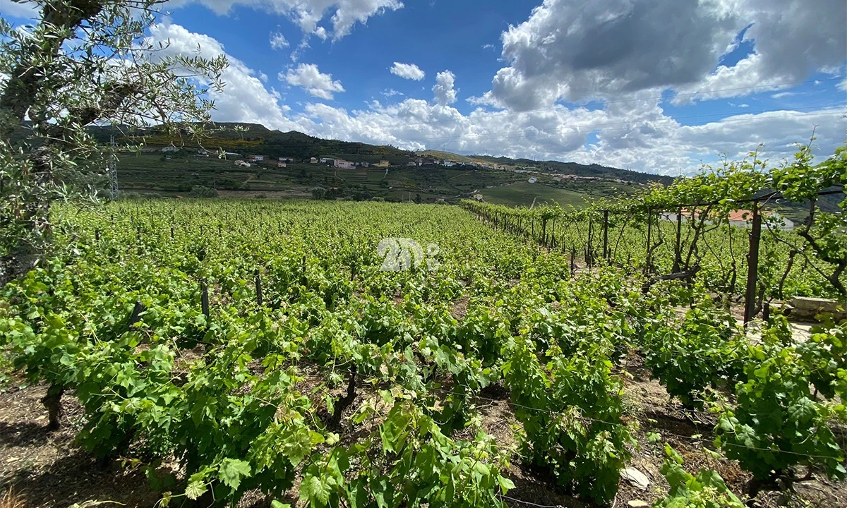 Terreno para Venda em Barcos e Santa Leocádia Foto 6