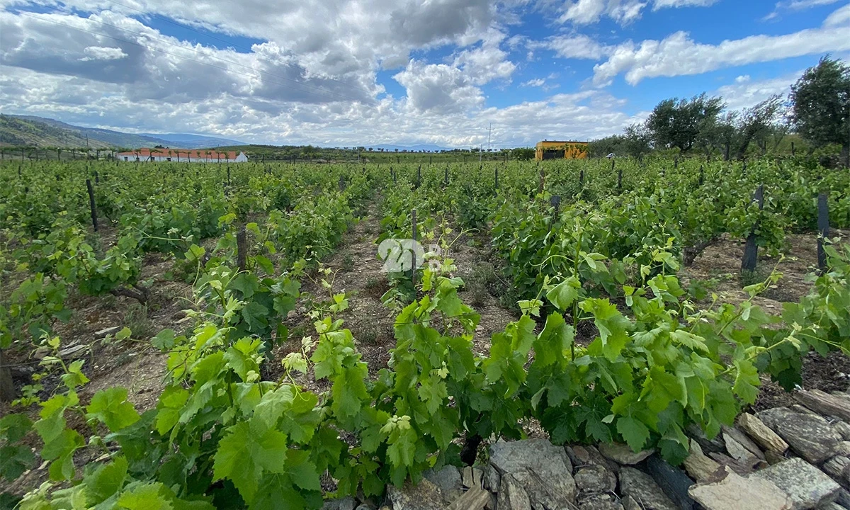 Terreno para Venda em Barcos e Santa Leocádia Foto 9