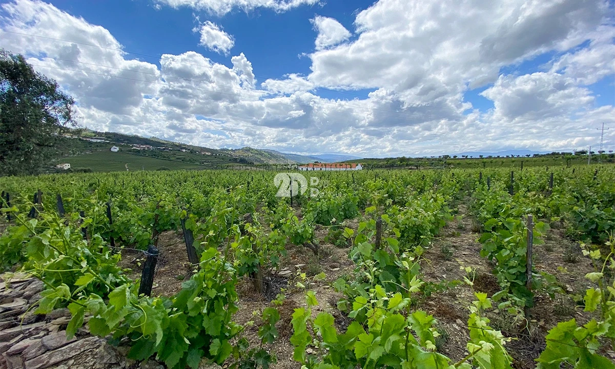 Terreno para Venda em Barcos e Santa Leocádia Foto 12