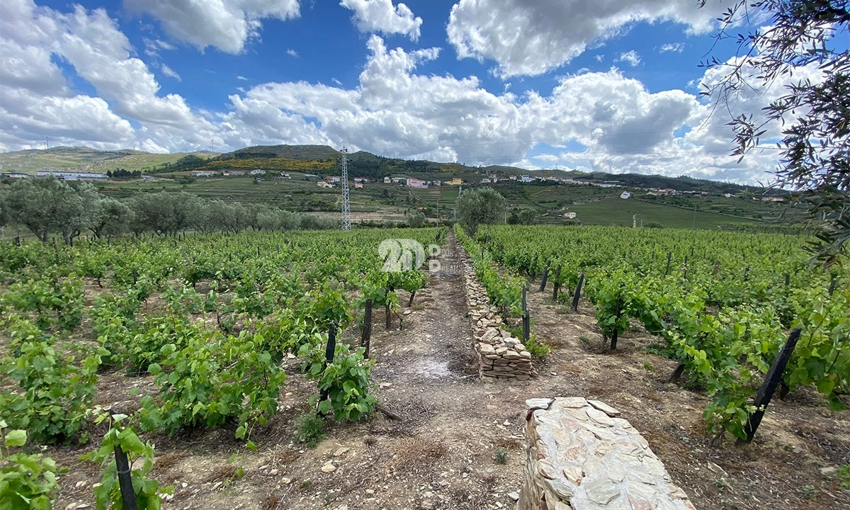 Terreno para Venda em Barcos e Santa Leocádia Foto 10