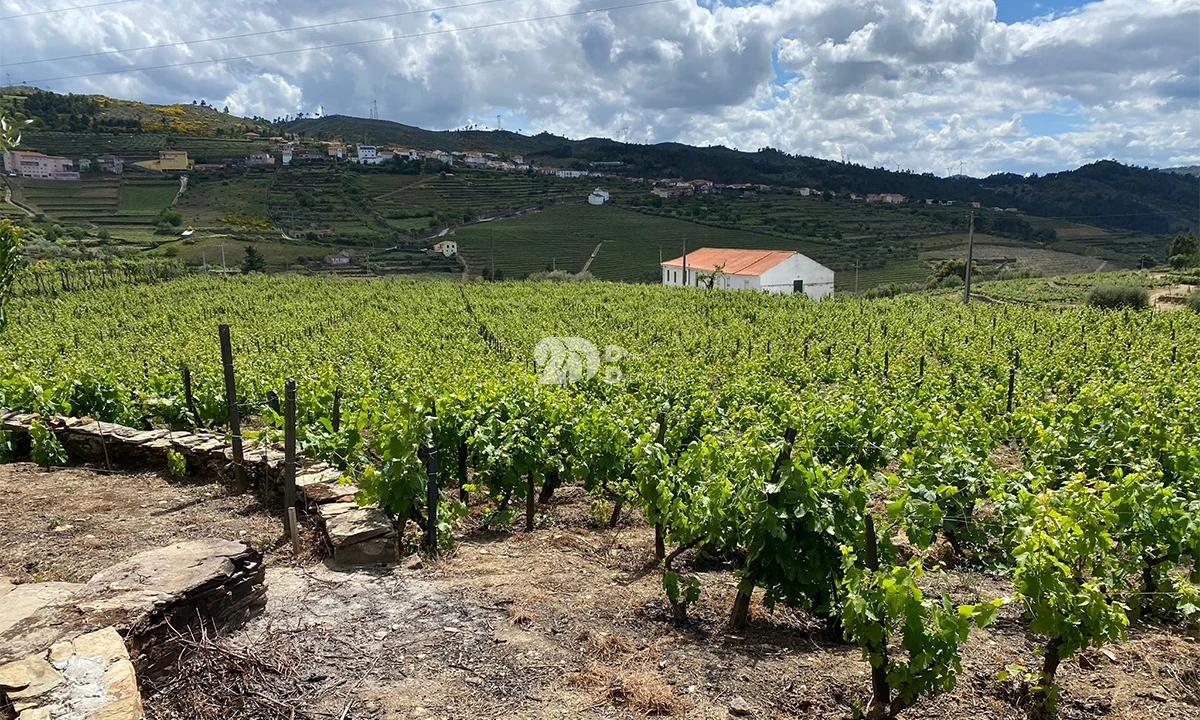 Terreno para Venda em Barcos e Santa Leocádia Foto 7