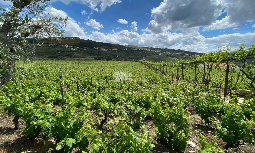 Terreno para Venda em Barcos e Santa Leocádia Foto 6