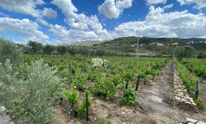 Terreno para Venda em Barcos e Santa Leocádia Foto 11