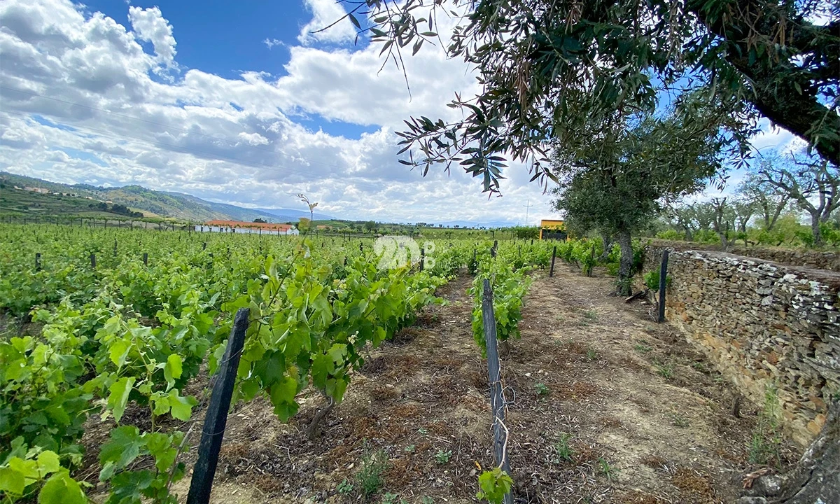 Terreno para Venda em Barcos e Santa Leocádia Foto 13