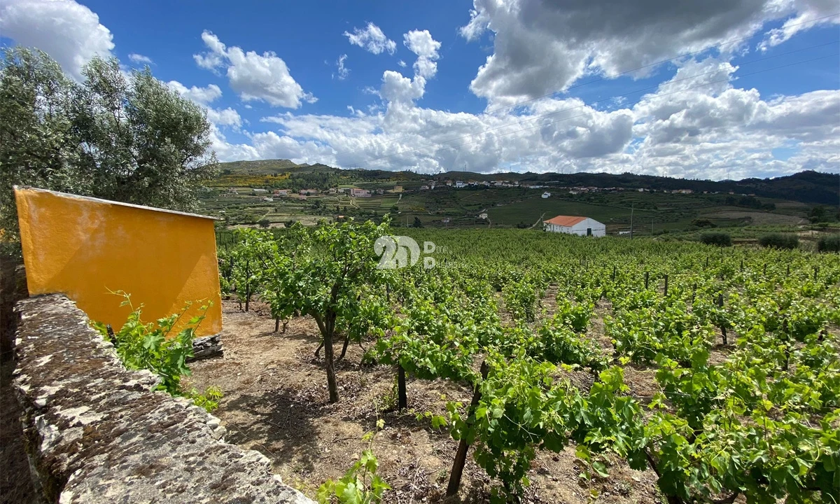 Terreno para Venda em Barcos e Santa Leocádia Foto 3