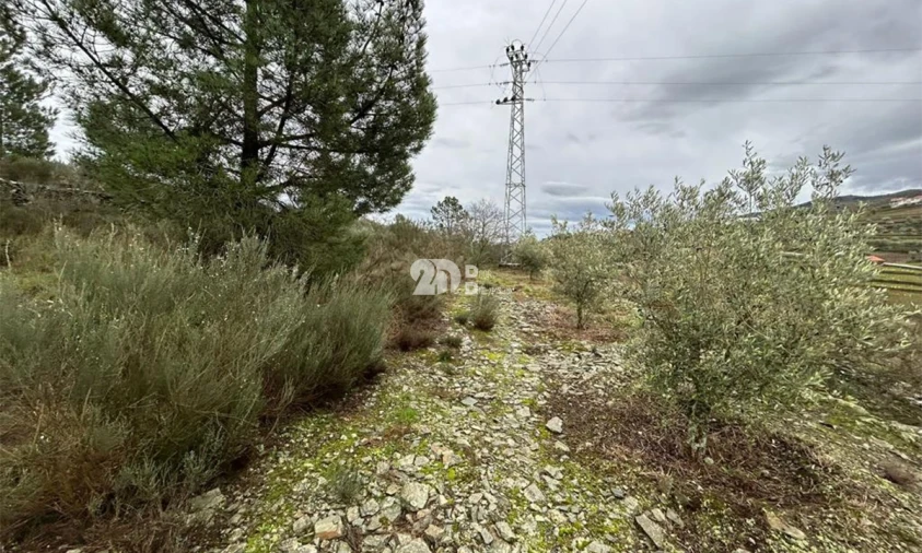 Terreno Agricola ou Rústico para Venda em Barcos e Santa Leocádia Foto 7